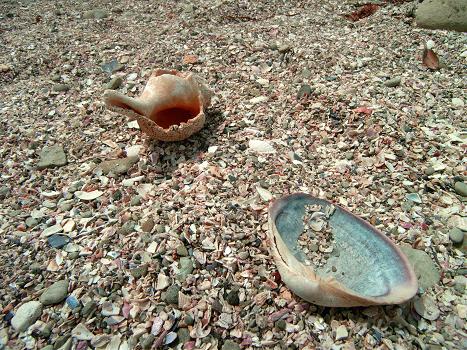 貝殻の浜　キャンプ　　朝