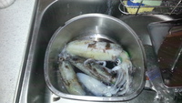6/12エギング釣果 2013/06/13 22:57:14