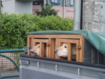 テンカラ渓流一年生の旅 猟犬は何を見ている