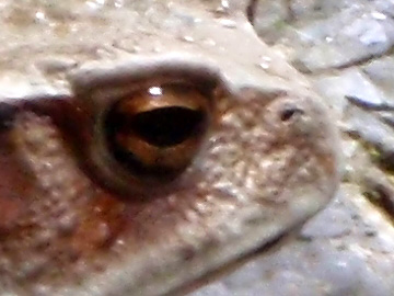 蛙の顔のアップは、恐竜の面影を残す