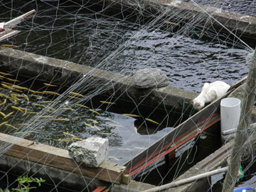 養魚場