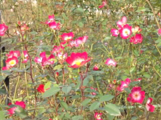 東山動植物園