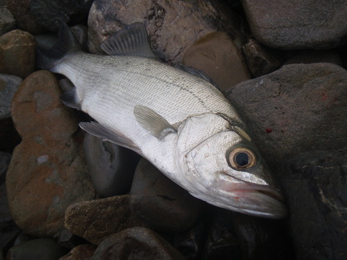 キャツオの釣行紀