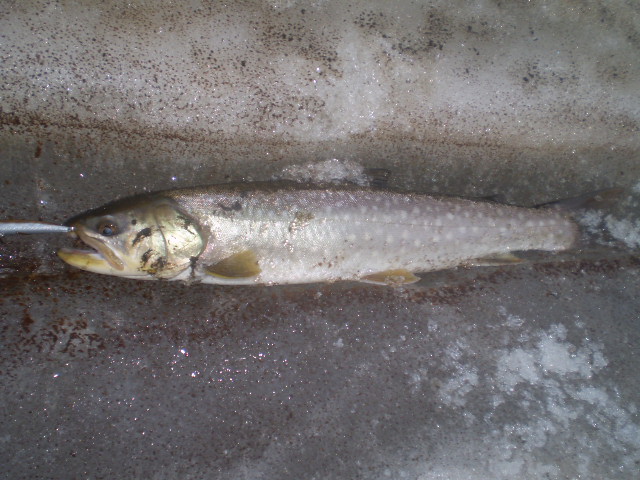 仕事の後のちょい釣り
