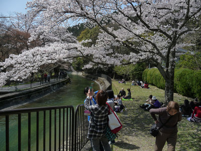 お花見