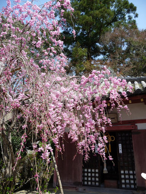 お花見