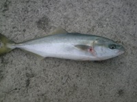 今日も・・・ 2010/05/09 19:59:54