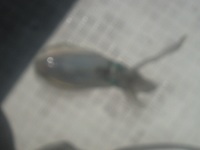初アオリ♪ 2010/09/11 20:06:54