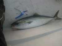 富山湾ジギング 2011/04/24 17:53:58