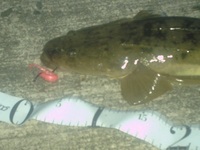 マゴチ♪ 2011/06/12 21:10:25