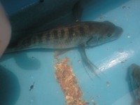 クロダイトップ♪ 2011/07/31 19:21:03