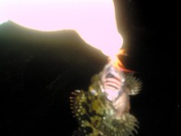 釣れないよりは・・・ 2012/04/24 21:41:03