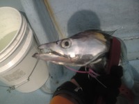 タチウオ♪ 2012/07/01 17:37:44