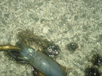 アオリ～♪ 2012/09/08 00:19:55
