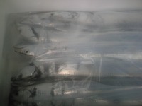 太刀魚～♪ 2012/11/23 21:24:54