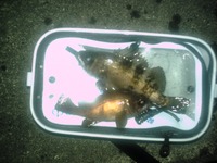 なんとか・・ 2013/03/20 12:52:18