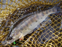 Ｍａｙｂｅ　 2011/07/01 23:05:39