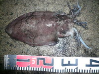 福井県小浜市で甲イカ　アコウ　ガシラ 2009/08/04 02:52:10