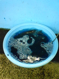 仮の初釣りは恒例のコイ釣り