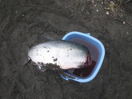 ここで魚は釣れますか 鮭釣り