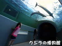 クジラの博物館⑤くじらとイルカの国