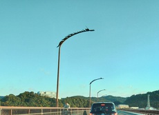 11/9　難しいぞ！天竜川ルアーフライ専用区　Lesson 60 2022/11/10 14:06:39