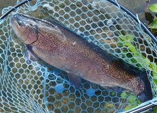 9/18　いいサイズが釣れてくれました ～フィシングパーク高島の泉～　Lesson 47 2024/09/19 13:30:44