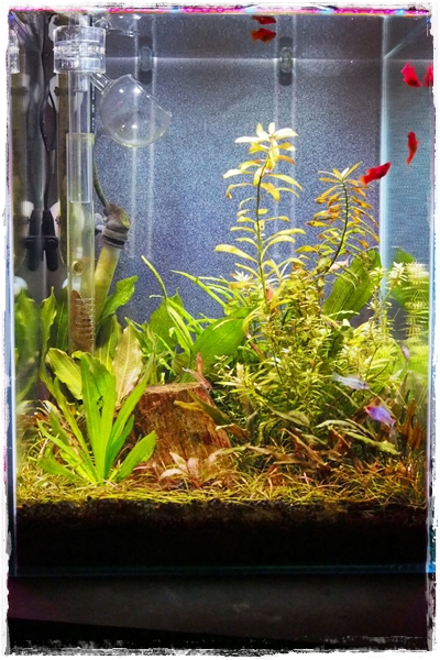 生存確認