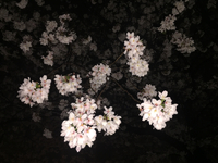 夜桜 2015/04/03 22:46:33