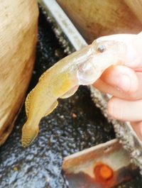 ハゼ釣り、プレオープン！(´∀｀)ﾉ