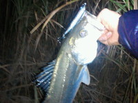 シャチのやろぅ(´ω｀) 2011/10/04 18:19:07