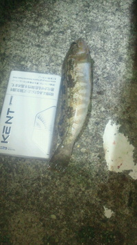 七ヶ浜産のネウがぁ? 2011/10/29 12:50:08