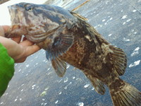ガチベッコウ 2011/11/09 20:16:33