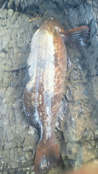 カチコミ 2011/12/12 07:06:41