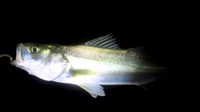 ボウズは逃れた(^^;) 2011/08/31 19:09:20