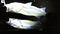 久々の魚(･∀･) 2011/09/11 12:40:15