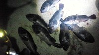 ライトロック( ´艸｀) 2011/10/18 22:13:21
