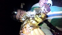 七ヶ浜ベッコウ(*´▽｀*) 2011/10/28 08:21:05