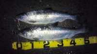 サクラ鱒釣行5回目 2012/02/23 20:20:23