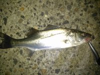 県南SEABASS 2013/06/10 23:06:19