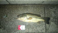チキンな俺の夜バス釣行 2012/05/18 22:58:35