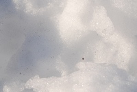 十勝の雪
