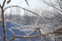 霧氷