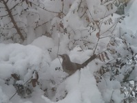 本年もよろしくお願いします！