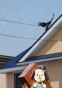 本日の【トビ】