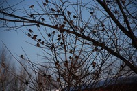 鳥の軍団