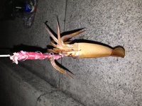大蔵海岸　スルメイカ