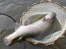 またこんなの釣りたい