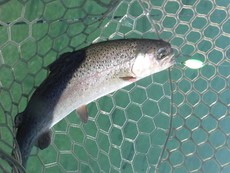 今週末も釣りはお休み