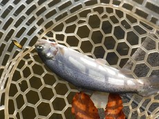 不安でしかない(汗)